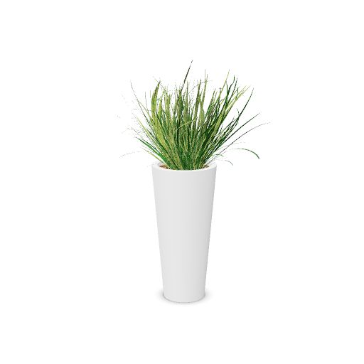 Plante + bac GRAMINEES