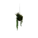 RHIPSALIS FOUGERES