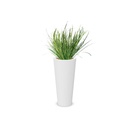 Plante + bac GRAMINEES