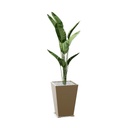 Bac métal KUB'O composition Streletzia