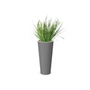 Plante + bac GRAMINEES